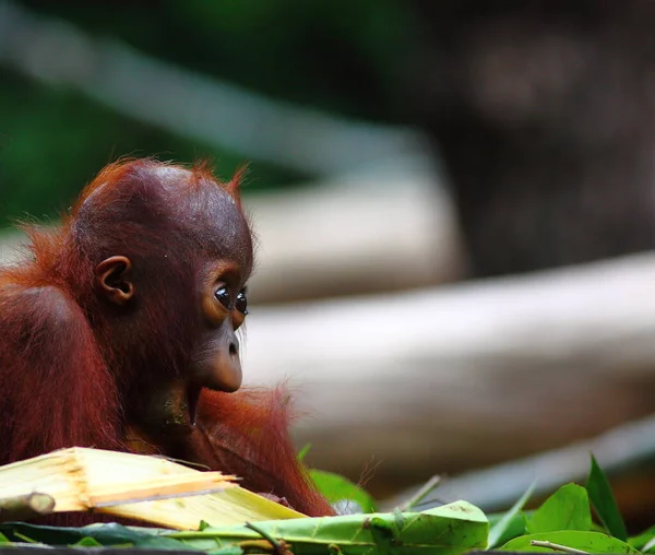 Vahşi Doğada Bebek Orangutan — Stok fotoğraf