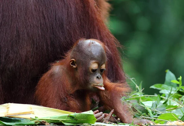 Vahşi Doğada Bebek Orangutan — Stok fotoğraf