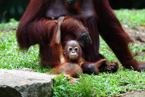 Orang Utan Baby Freier Wildbahn — Stockfoto