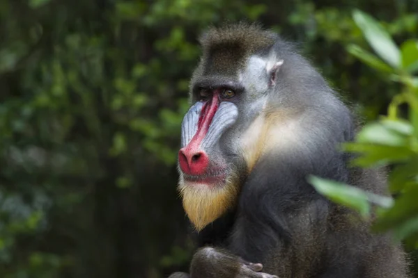 Mandrill Vadonban — Stock Fotó