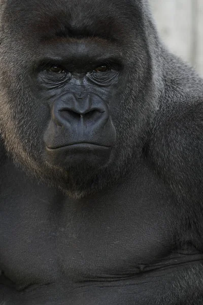 Retrato Gorila Cerca Imágenes De Stock Sin Royalties Gratis