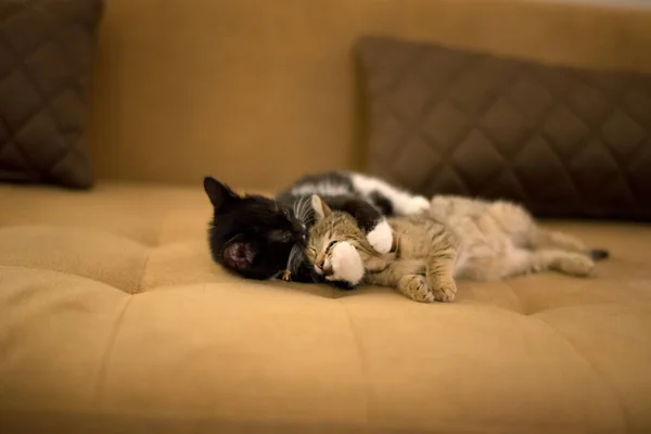 Kedi yavrusu kanepede oyun oynuyor.