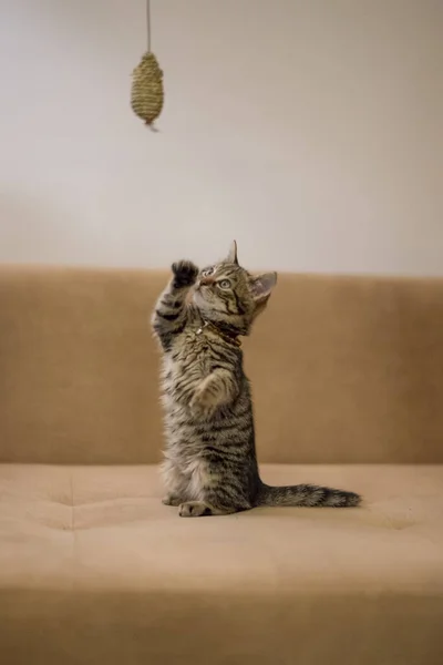 Kedi yavrusu kanepede oyun oynuyor.