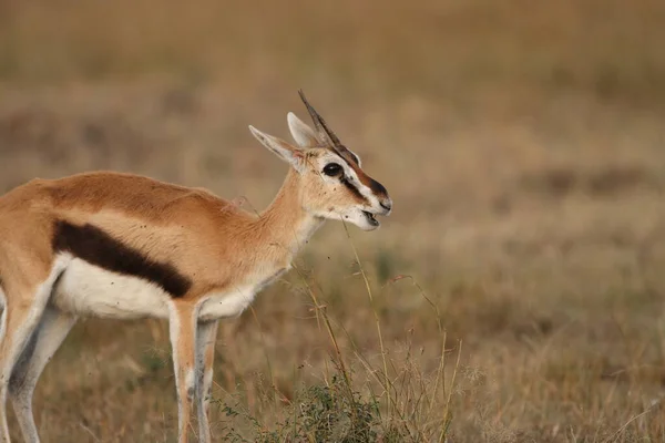 Gazelle Thomson Dans Désert Afrique — Photo