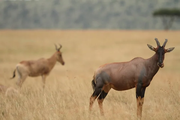 Hartebeest Dans Désert Afrique — Photo