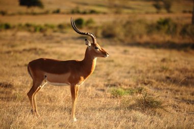 Afrika 'nın vahşi doğasında Impala