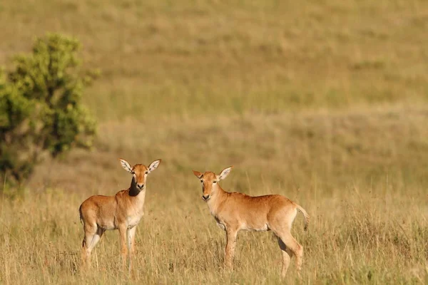 Hartebeest Dans Désert Afrique — Photo