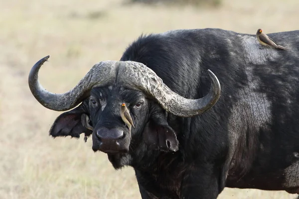 Cape Buffalo Στην Έρημο Της Αφρικής — Φωτογραφία Αρχείου