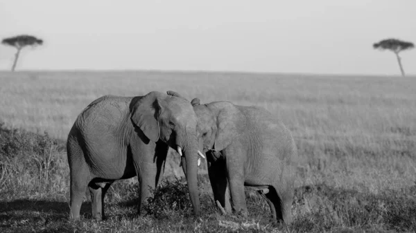 Αφρικανικός Ελέφαντας Στην Έρημο Της Αφρικής — Φωτογραφία Αρχείου