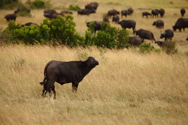 Cape Buffle Dans Désert Afrique — Photo