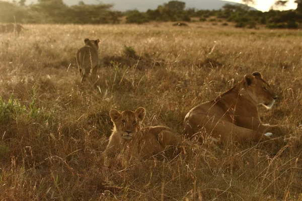 Cucciolo Leone Nel Deserto Dell Africa — Foto Stock