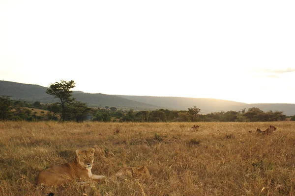 Löwenjunges Der Wildnis Afrikas — Stockfoto