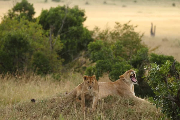 Afrika 'nın vahşi doğasında aslan yavrusu
