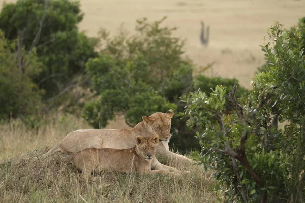 Löwenjunges Der Wildnis Afrikas — Stockfoto