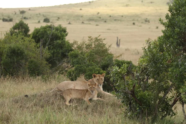 Lion Ourson Dans Désert Afrique — Photo