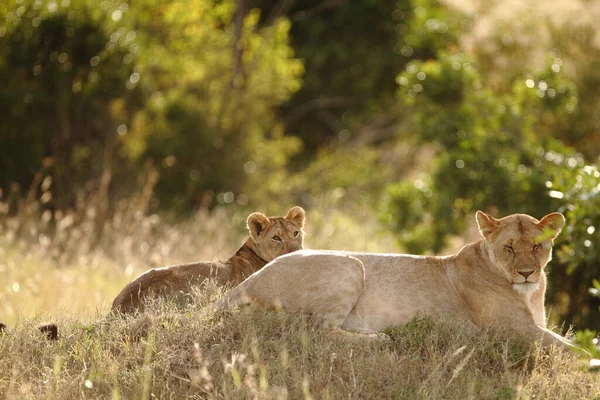 Löwenjunges Der Wildnis Afrikas — Stockfoto