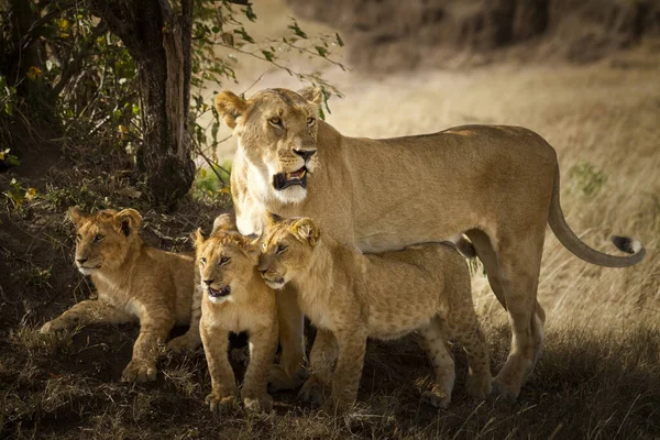 Afrika 'nın vahşi doğasında aslan yavrusu
