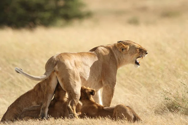 Lion Cub Wilderness Africa — Stock Photo, Image