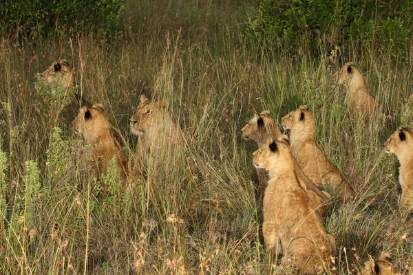 Löwenjunges Der Wildnis Afrikas — Stockfoto