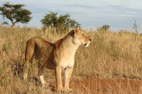 León Hembra Desierto África — Foto de Stock