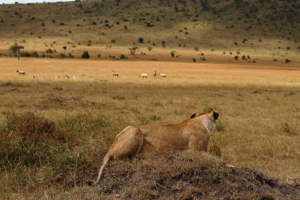 Lion Femelle Dans Désert Afrique — Photo