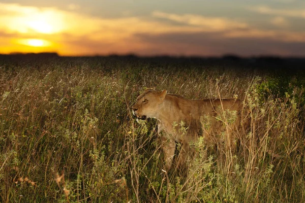 Leone Femmina Nel Deserto Dell Africa — Foto Stock