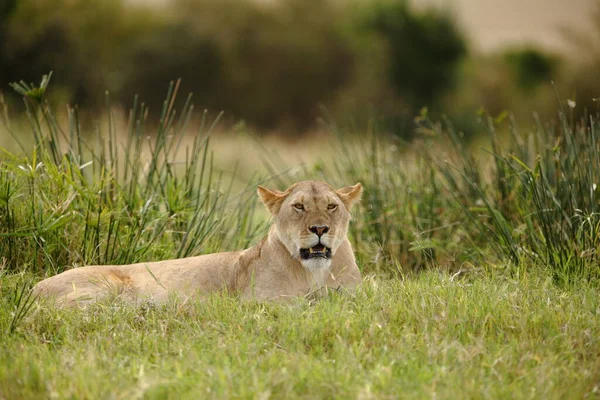 Leão Fêmea Deserto África — Fotografia de Stock