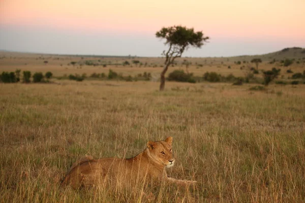 Löwenweibchen Der Wildnis Afrikas — Stockfoto