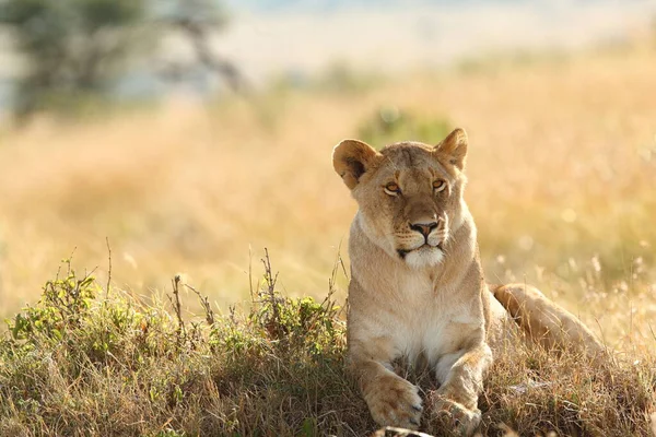 Leone Femmina Nel Deserto Dell Africa — Foto Stock