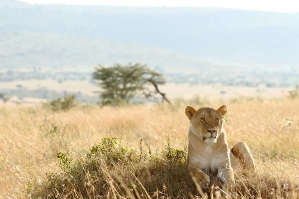Afrika 'nın vahşi doğasında dişi aslan