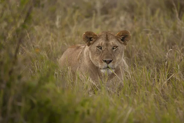 Löwenweibchen Der Wildnis Afrikas — Stockfoto