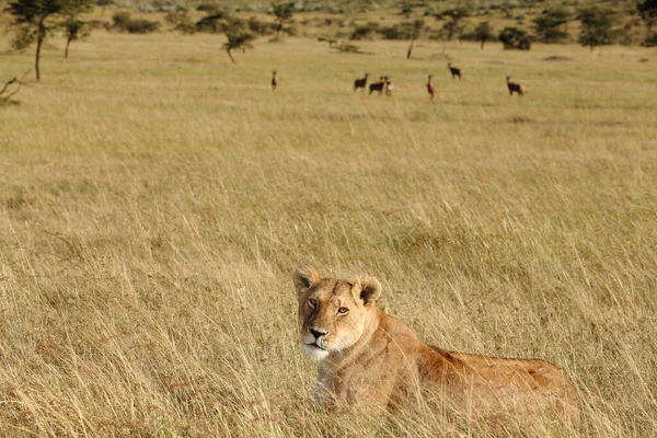 León Hembra Desierto África — Foto de Stock