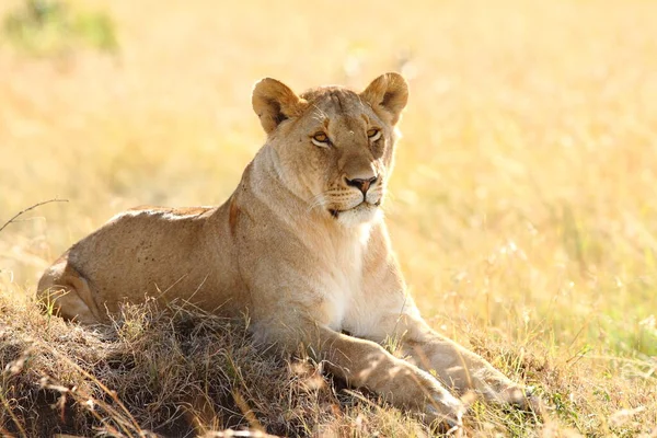 Leone Femmina Nel Deserto Dell Africa — Foto Stock