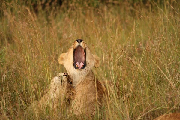 Leão Fêmea Deserto África — Fotografia de Stock