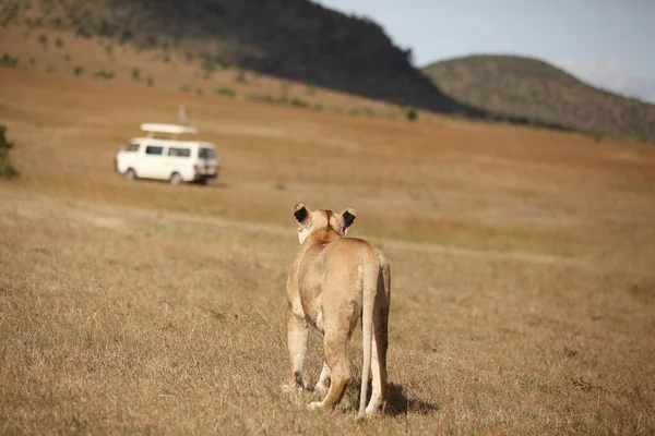 Afrika 'nın vahşi doğasında dişi aslan