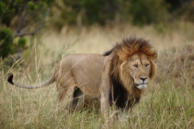 Afrika 'nın vahşi doğasında erkek aslan