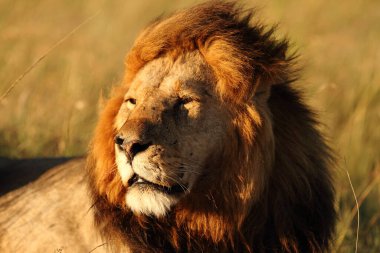 Afrika 'nın vahşi doğasında erkek aslan