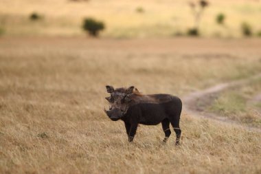 Afrika 'nın vahşi doğasında yaban domuzu