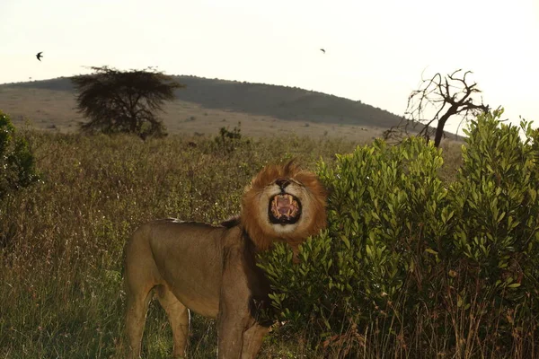 Afrika 'nın vahşi doğasında erkek aslan