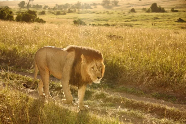 Lion Mâle Dans Désert Afrique — Photo