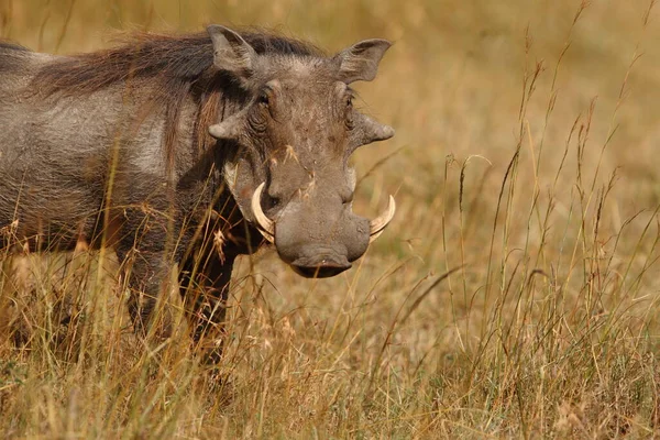 아프리카 광야에 혹멧돼지 — 스톡 사진