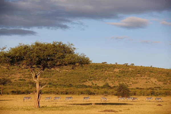 Zebras Der Wildnis Afrikas — Stockfoto