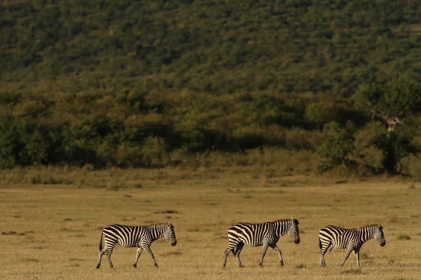 Зебры Пустыне Африки — стоковое фото