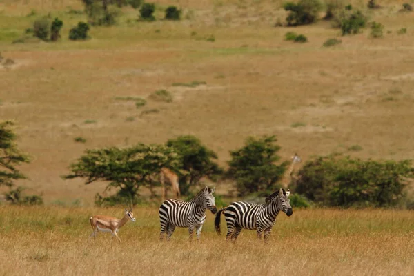 Zebras Deserto África — Fotografia de Stock