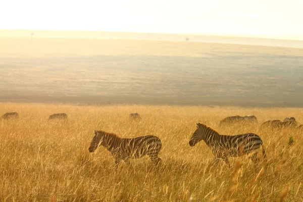 Zebra Wildernis Van Afrika — Stockfoto