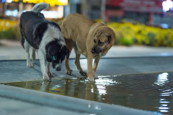 Stray Dogs drinking water