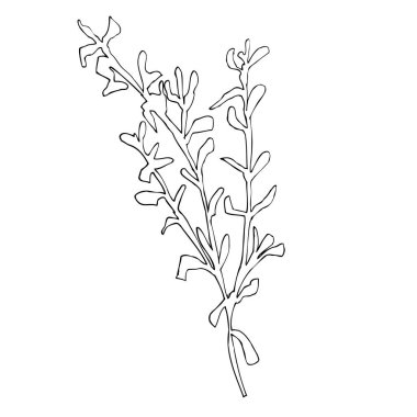 Ökseotu 'nun bir dalı olarak tek elle çizilmiş bitki. Mevsimlik dekorasyon ve tasarım posterleri, selamlar, kartlar, davetiyeler, ambalaj kağıtları, çıkartmalar için stok vektör çizimi.