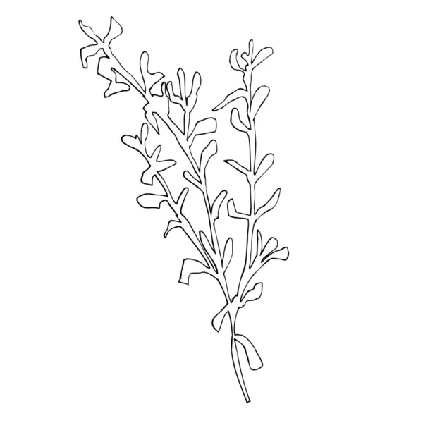 Μονό Χειροποίητο Φυτό Κλαδί Του Γκι Εικονογράφηση Διάνυσμα Αρχείου Για — Διανυσματικό Αρχείο