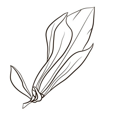 Grafik tasarımı için manolya tomurcuğu çiçeği. Kartlar, logolar, posterler, çıkartmalar, ambalajlar, sosyal medya, tekstil resimleri. Stock vektör illüstrasyonu. Beyaz arkaplanda izole.