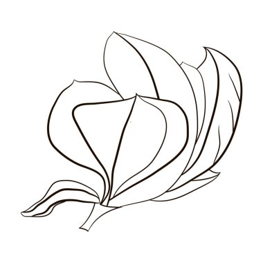 Manolya çiçeğinin botanik öğesi grafik tasarım için. Kartlar, logolar, posterler, çıkartmalar, ambalajlar, sosyal medya, baskı tekstili. Stock vektör illüstrasyonu. Beyaz arkaplanda izole.